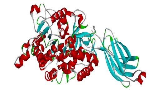 Fluorescent probes to study cellular activity