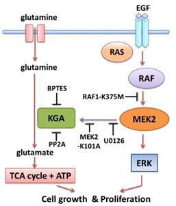 An Approach to Arrest Cancer by Energy Starvation