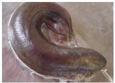 Eldering Lungfish Turns Into Chaos!