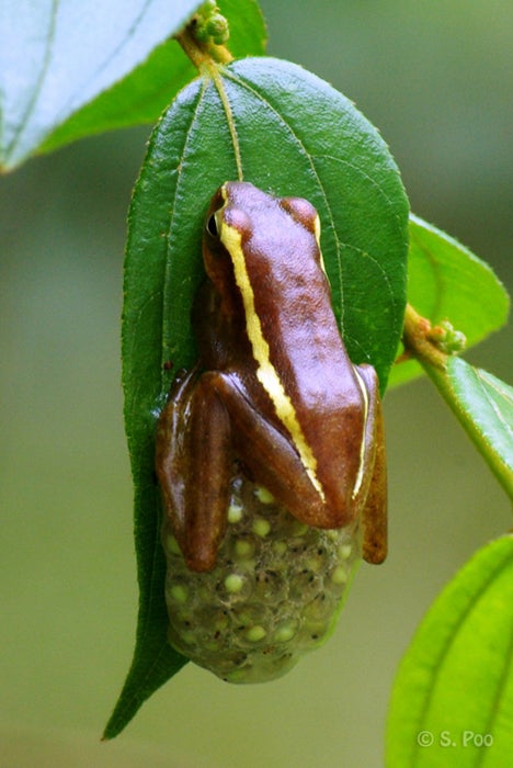 treefrog