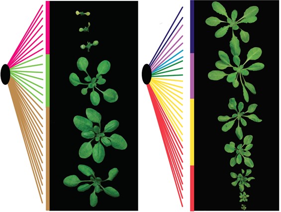 Genetic patterns associated with plant immunity