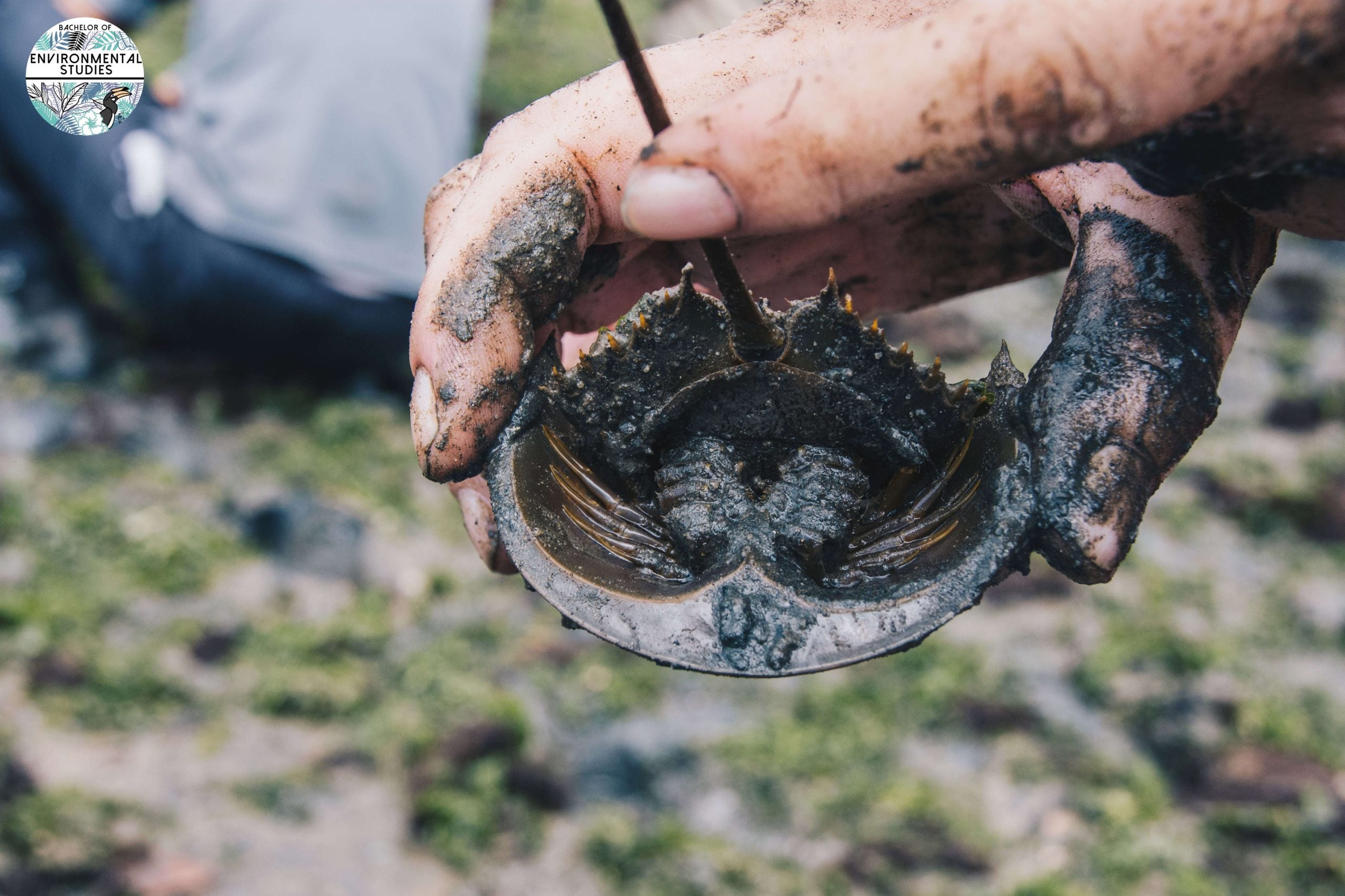 BES Horseshoe crab rescue