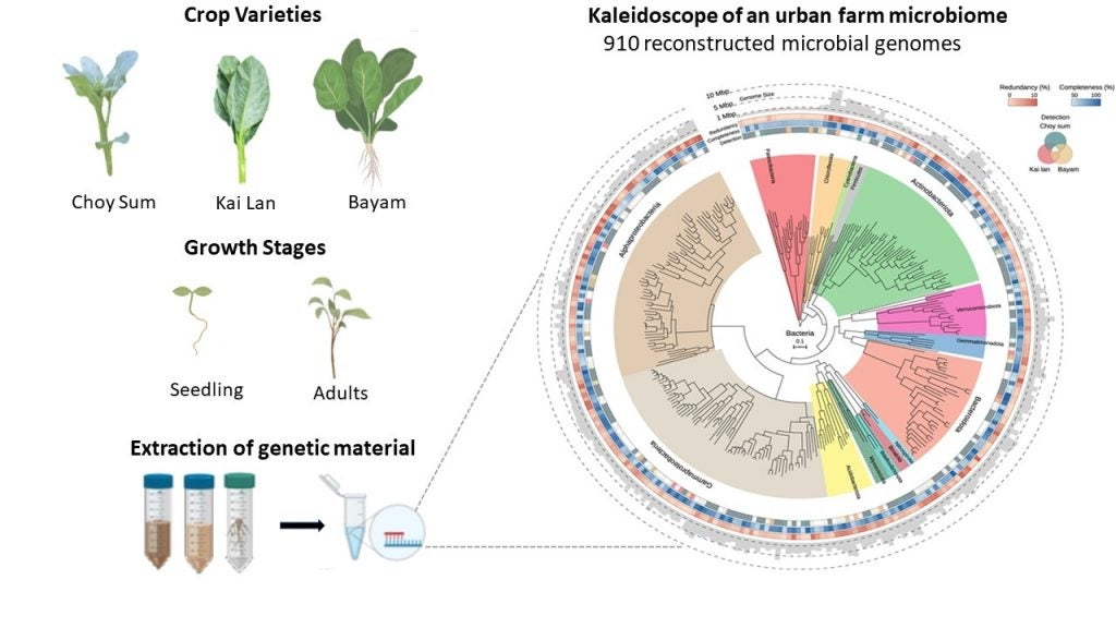 Kaleidoscope of an urban farm microbiome Sustainable crop production