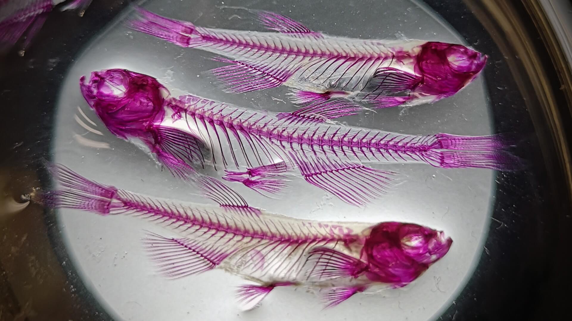 Zebrafish offspring with different skeletal patterns caused by the removal of the SMCHD1 gene in the mothers.