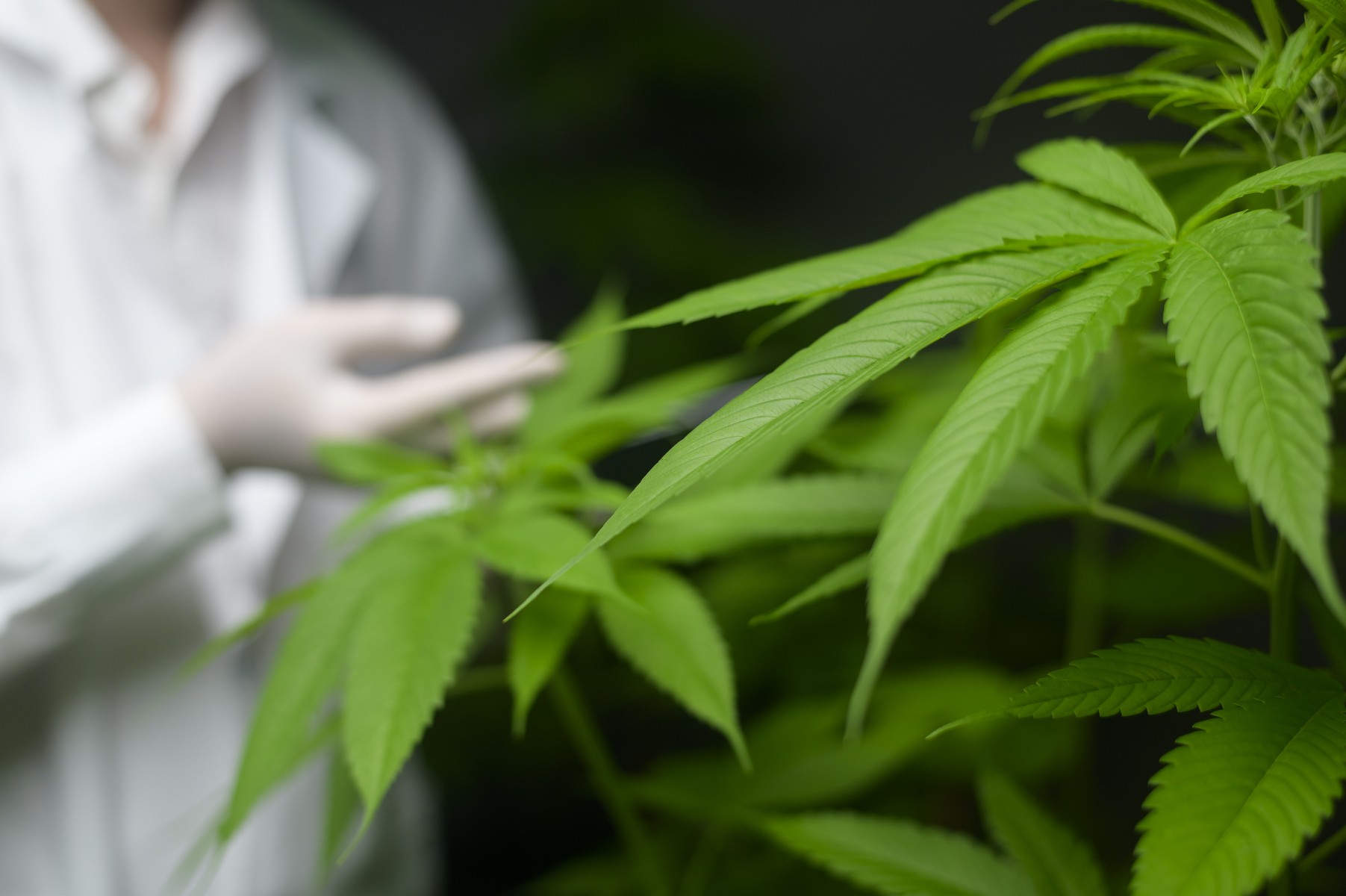 The Healing Power of Cannabis – Scientists Shed New Light on Its  Anti-Inflammatory Effects