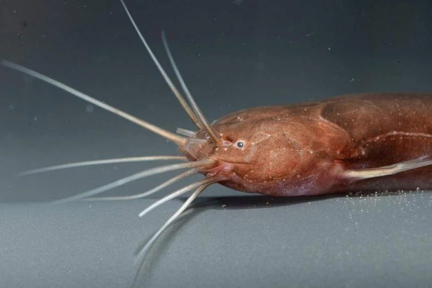 Catfish species found for first time in Singapore's only