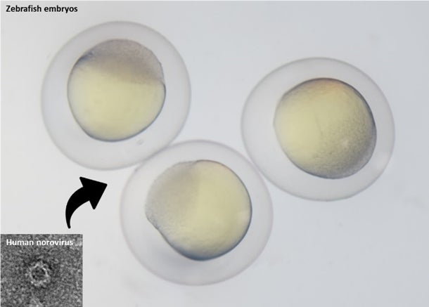 Zebrafish embryo amplifies human norovirus