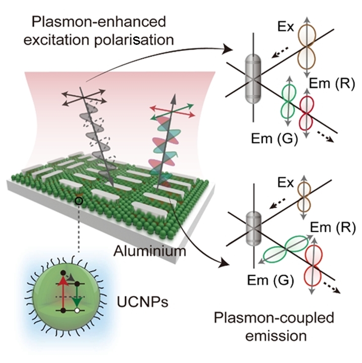Anisotropic plasmon engineering unlocks multilevel polarised upconversion