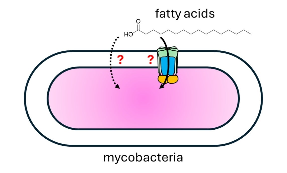The control of fatty acid uptake in mycobacteria