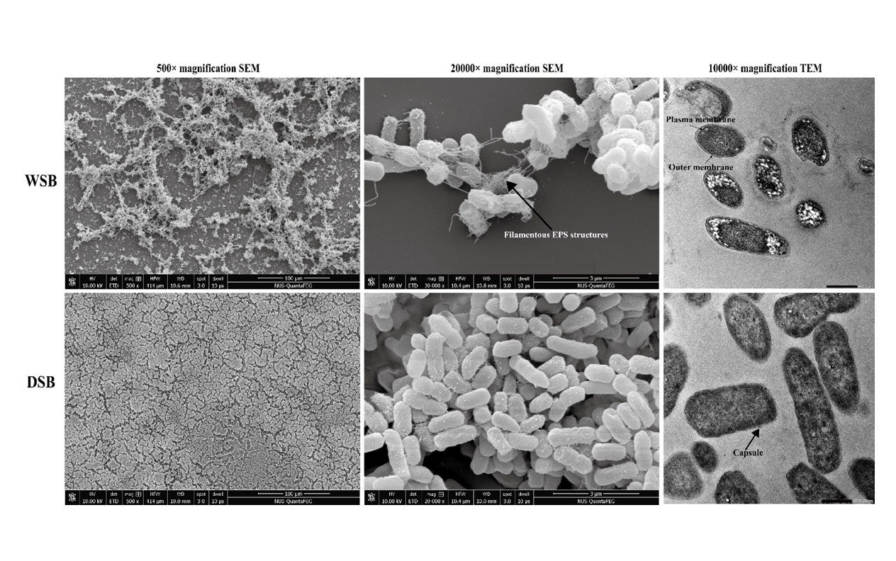 Uncovering Salmonella dry surface biofilm