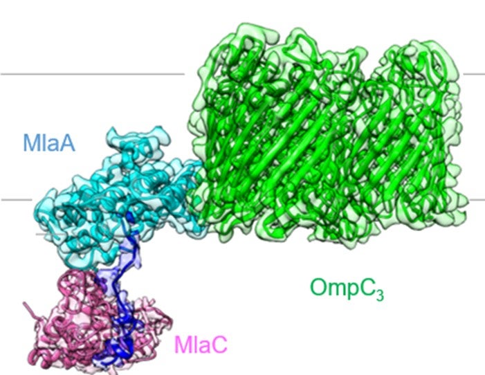 Mechanisms for bacterial lipid transport