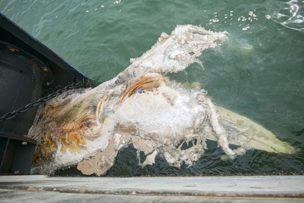 Floating whale carcass found in the waters beside Marina Bay Cruise Centre on 12 September 2025. (Photo credit: Lee Kong Chian Natural History Museum, National University of Singapore)