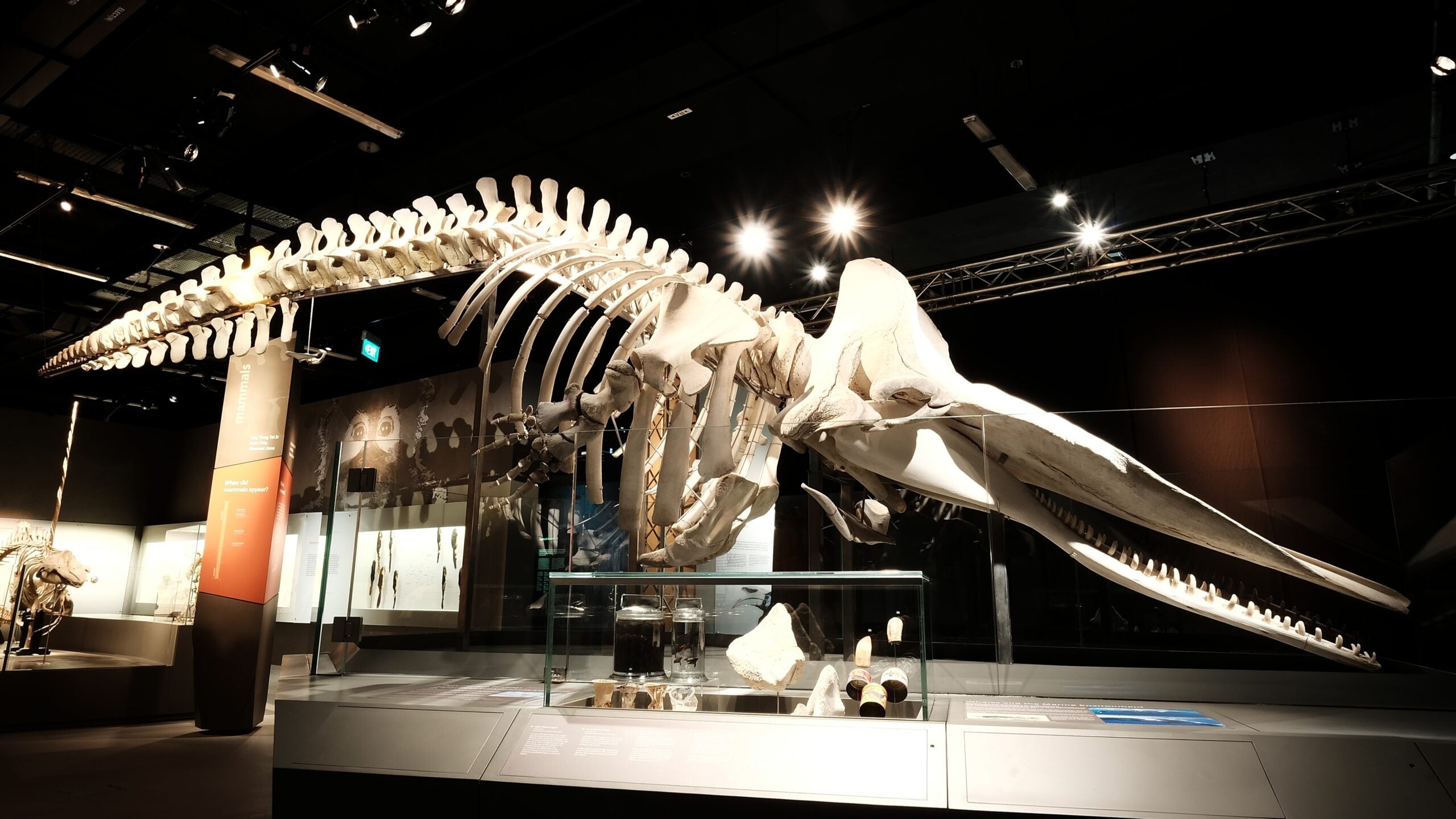 LKCNHM’s iconic sperm whale specimen, Jubi Lee, on display in the Museum’s gallery.