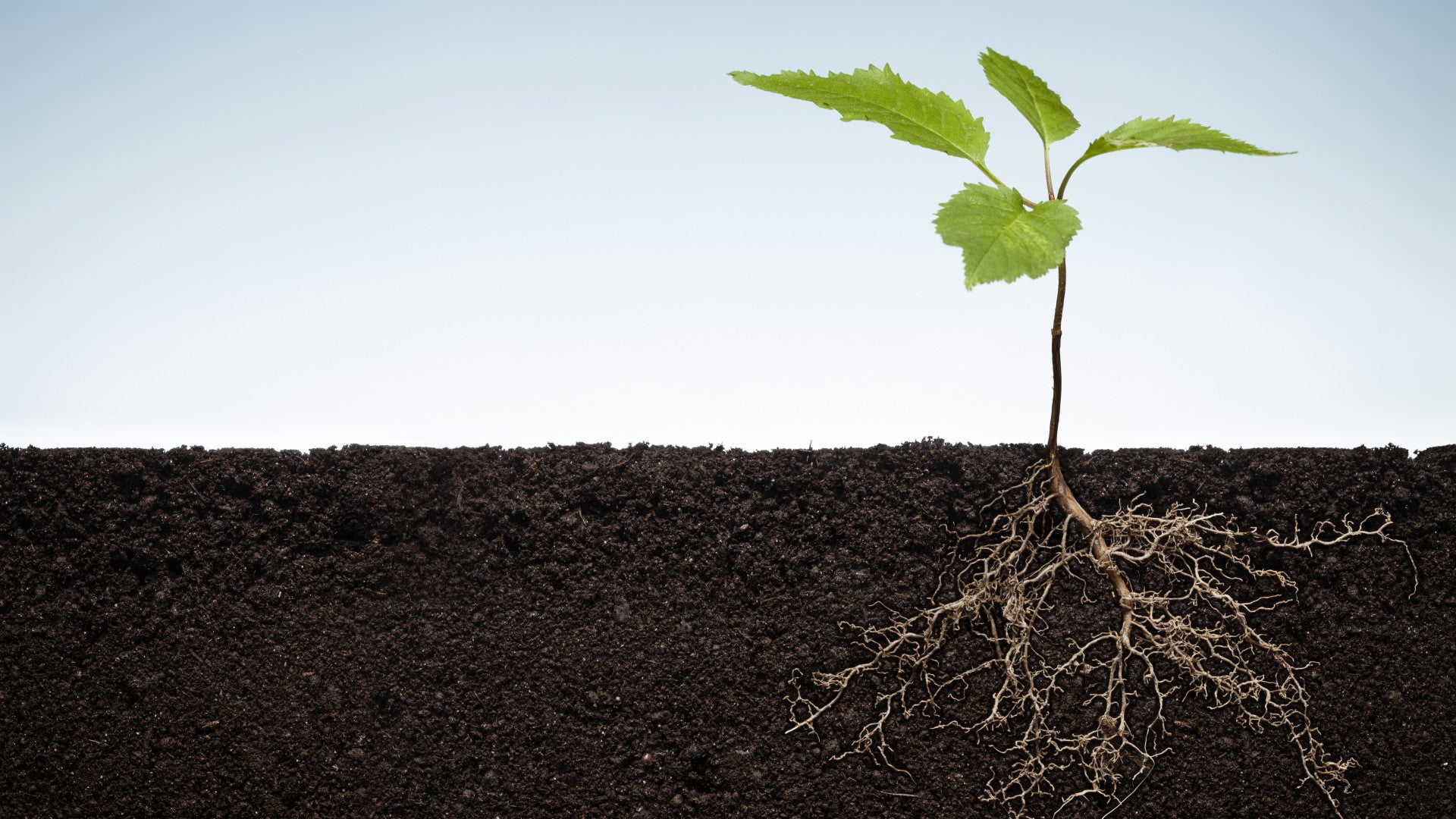 Hidden plant–microbe strategy that boosts crop growth under nutrient stress