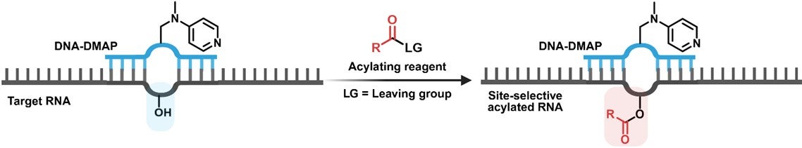Site-selective RNA modification by programmable DNA-small molecule ...