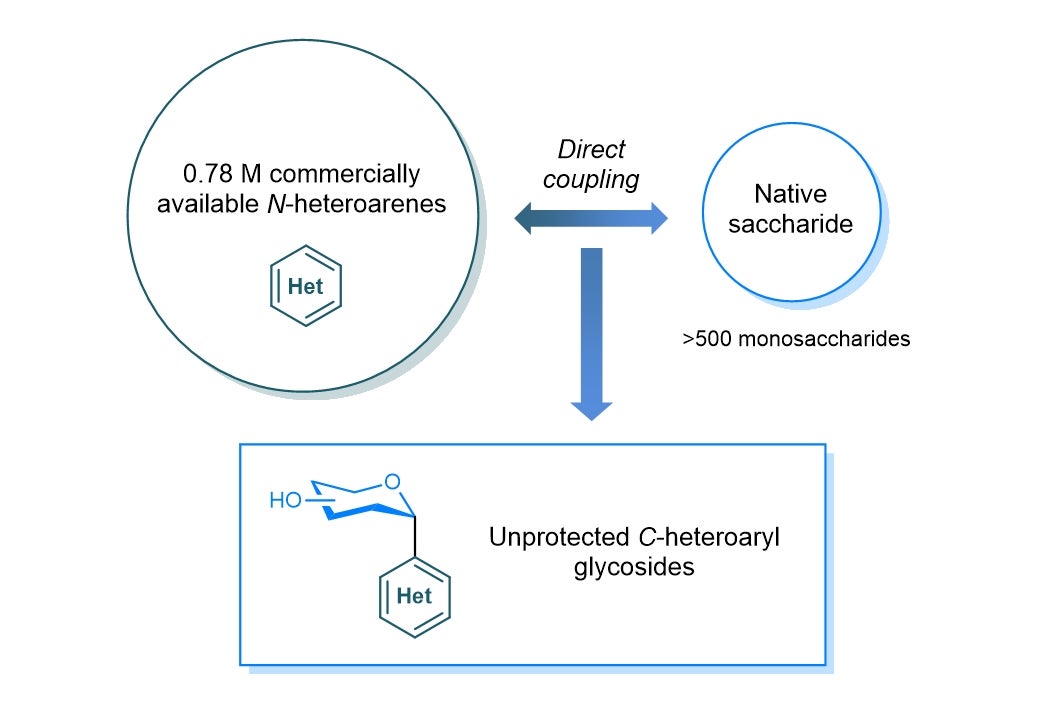 Photocatalysis enables direct coupling of native sugars and N-heteroarenes