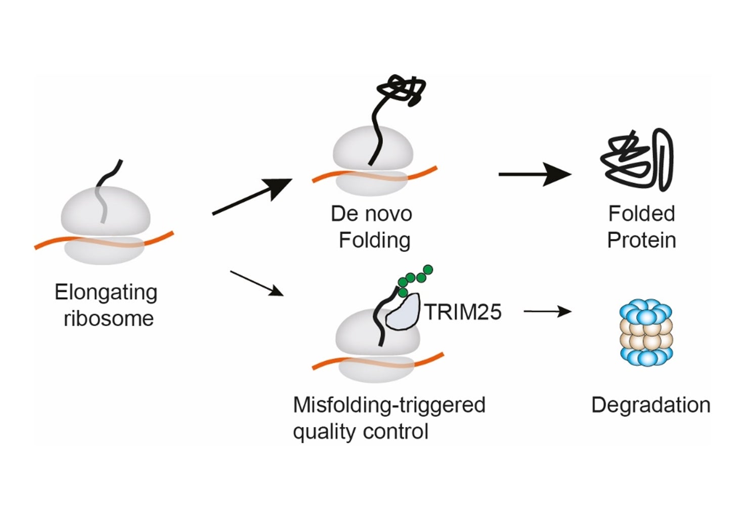Real-time protein quality control keeps cells healthy