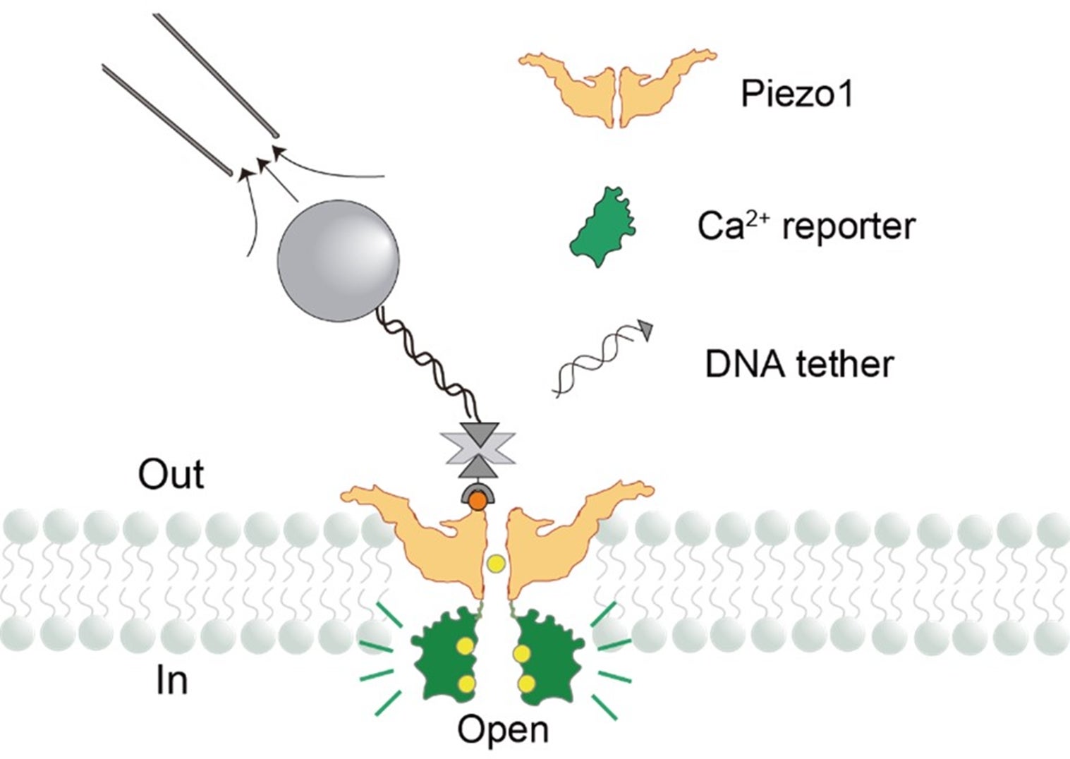 Force sensing in cells at the single molecule level
