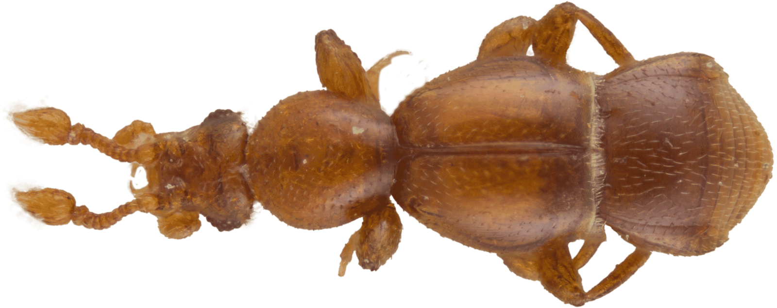 EC40055_Aphilia_reitteri