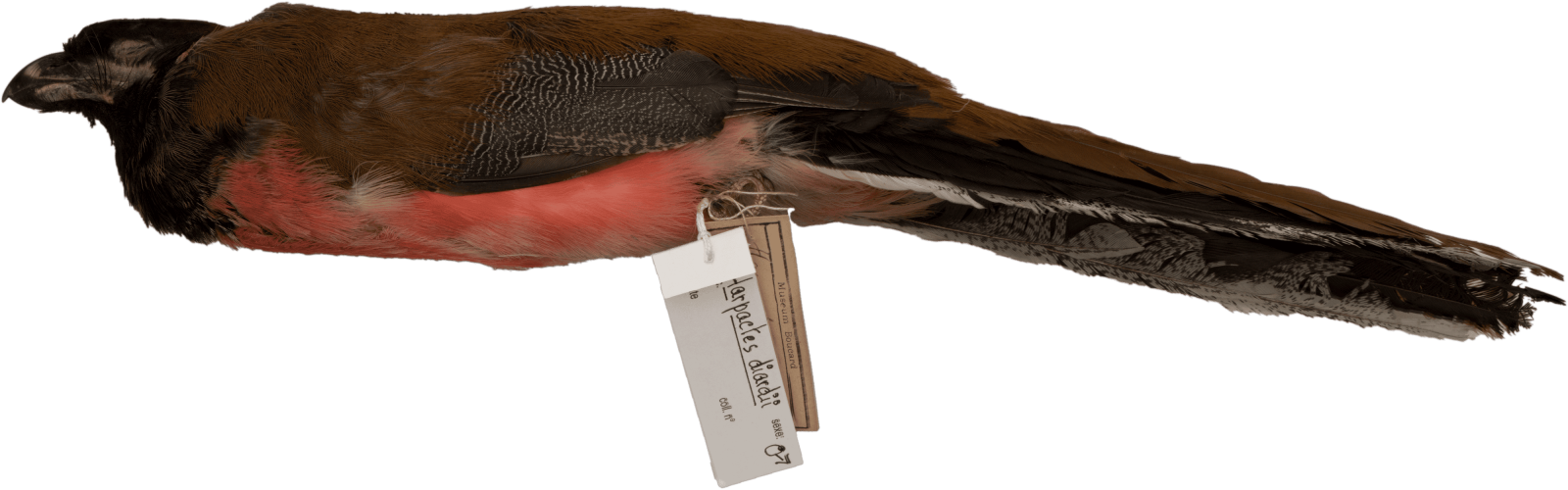 MNHN-ZO-MO-1998-302_Harpactes