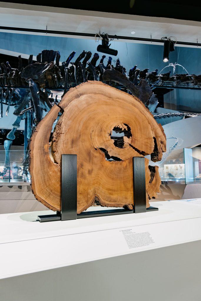 A slice of the Changi Tree.