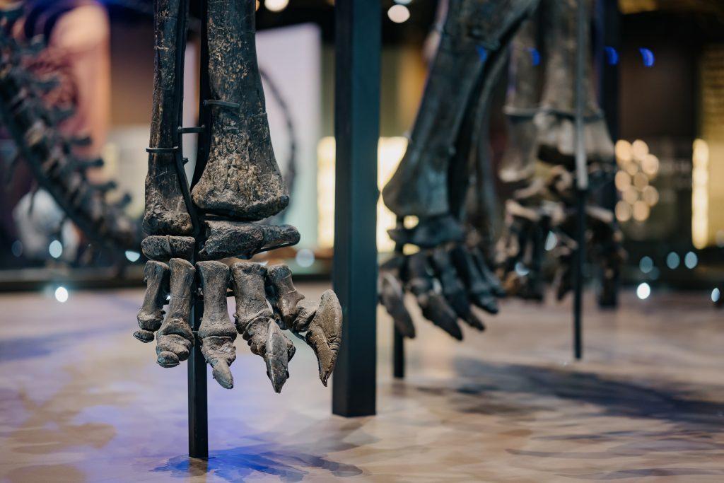 A close-up of a foot of a diplodocid sauropod fossil.